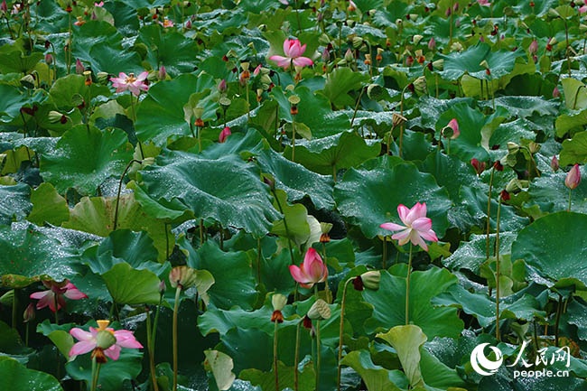 林柄村的荷花池。人民網 楊灝昱攝