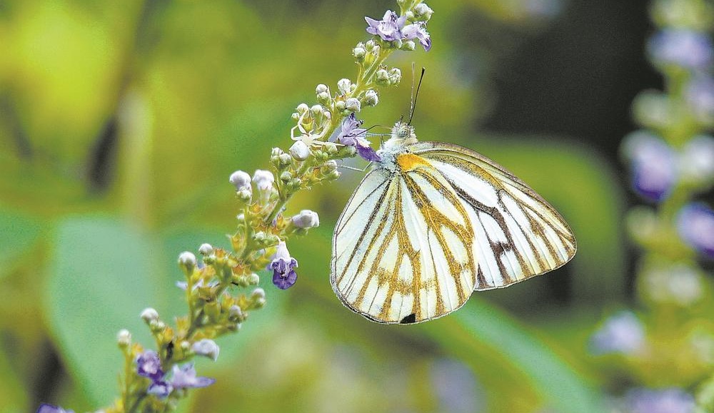 三明永安新增6個蝴蝶新記錄種
