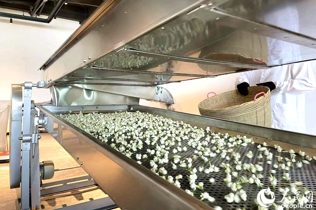 茉莉花茶史馆中的实物展示。人民网 林盈摄