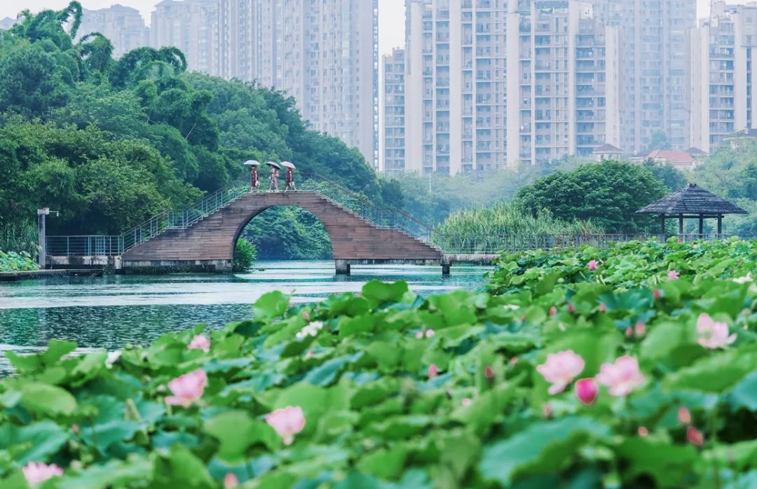 雨中荷花。吴跃摄