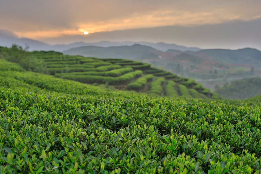 位于平均海拔800—1200米的政和县澄源乡云根茶业基地。贺角摄