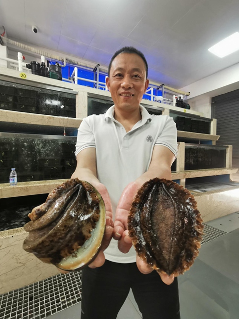 连江鲍鱼养殖户陈章涛展示着比手掌大的鲍鱼。陈梦凡摄