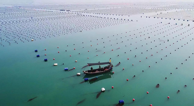 连江海上鲍鱼养殖基地。源丰海科公司供图