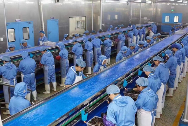 源丰海科鲍鱼宰杀车间。源丰海科公司供图
