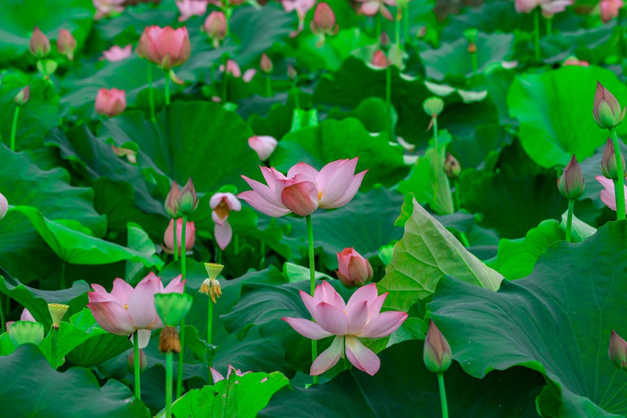 满池荷花渐次开。黄尉峰摄