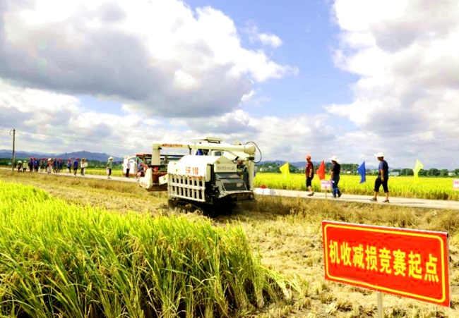 水稻机收减损竞赛项目比赛现场。龙岩市农业农村局供图