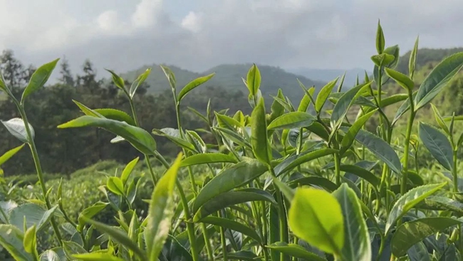 JN江南体育最新官网入口漳州诏安：走茶旅融合路子做好富硒茶文章(图1)