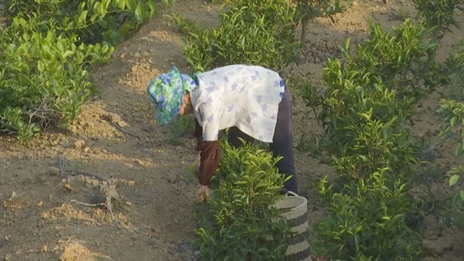 JN江南体育最新官网入口漳州诏安：走茶旅融合路子做好富硒茶文章(图2)