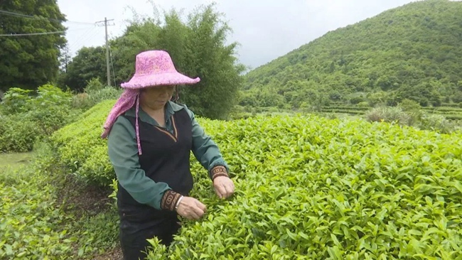 JN江南体育最新官网入口漳州诏安：走茶旅融合路子做好富硒茶文章(图4)