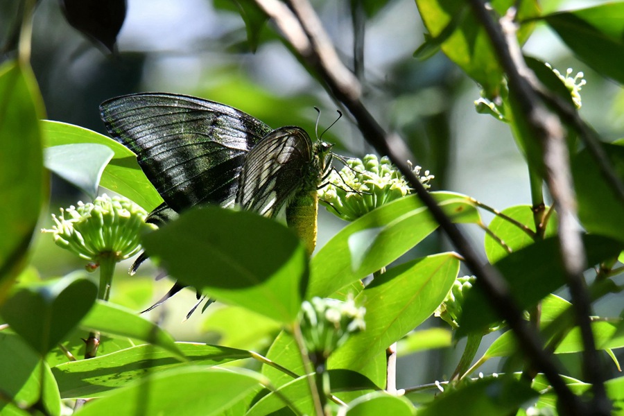 在花间栖息的金斑喙凤蝶雌蝶。廖金朋摄