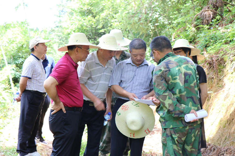 在长汀调研松林改造，推动森林质量提升工程实施
