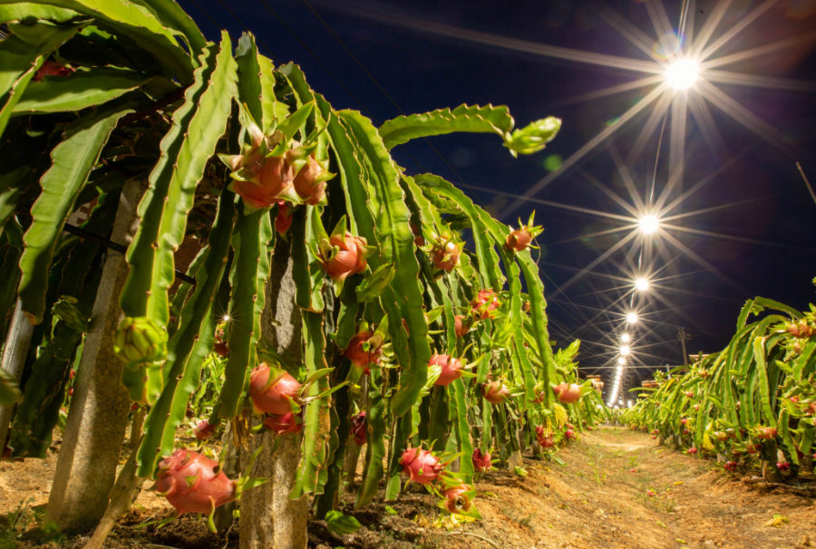 夜幕降临，大宅社区的农田里，两万盏LED灯同时点亮，给火龙果补光催花。雷雨亭摄
