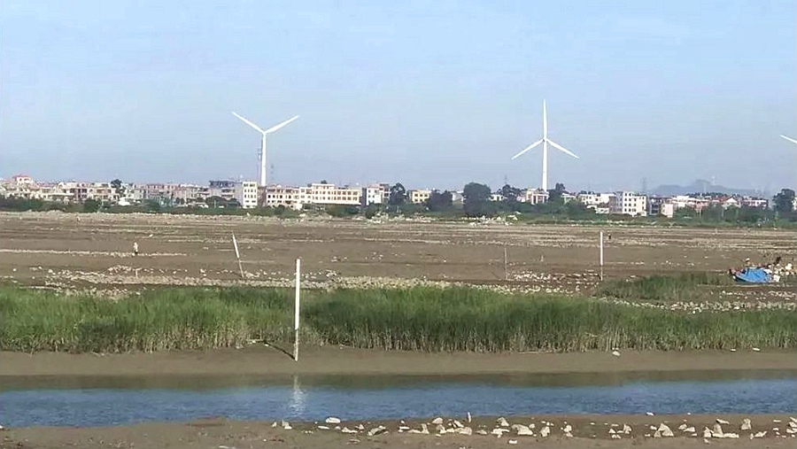 诏安县修复滩涂自然原貌。