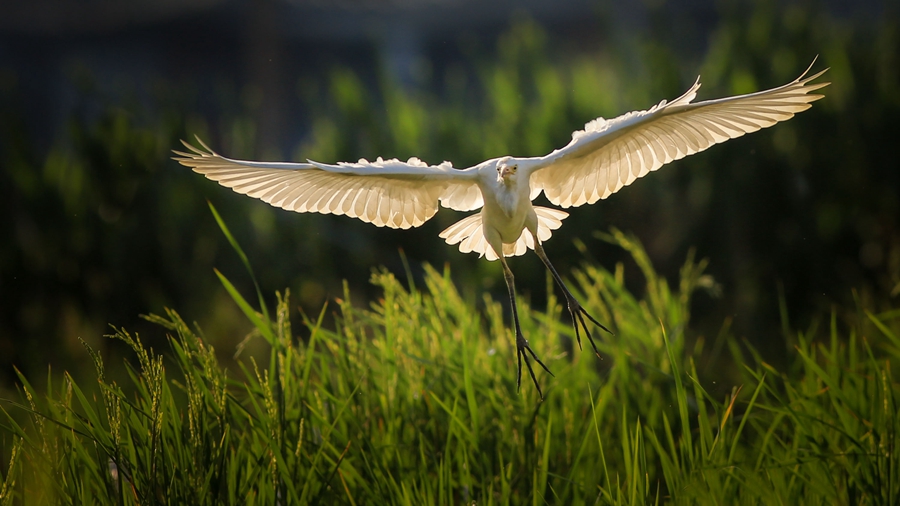一只鹭鸟展翅飞过农田。戴园笙摄