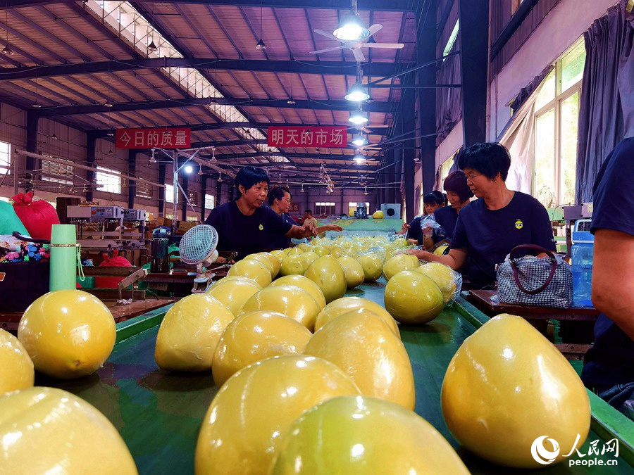 在漳州平和一家蜜柚企业，工人们忙着分拣刚采摘下来的蜜柚。人民网 苏海森摄