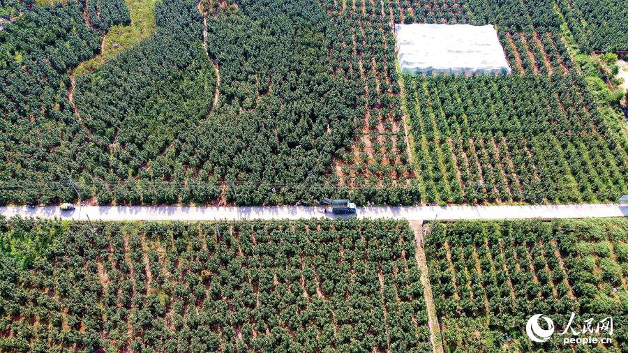 在漳州平和，裝載蜜柚的貨車穿梭於蜜柚林間。人民網 蘇海森攝