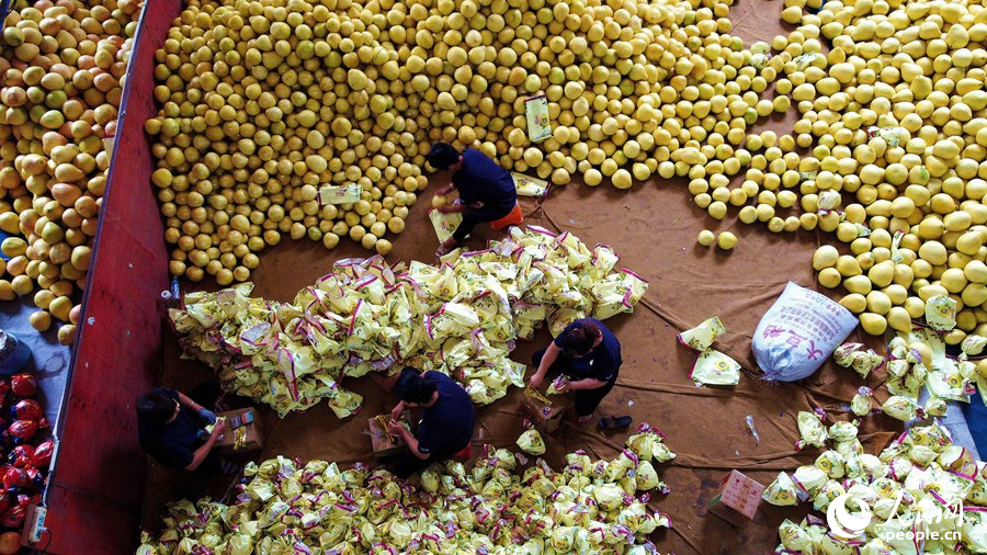 在漳州平和一家蜜柚企業，工人們忙著包裝剛採摘下來的蜜柚。人民網 蘇海森攝