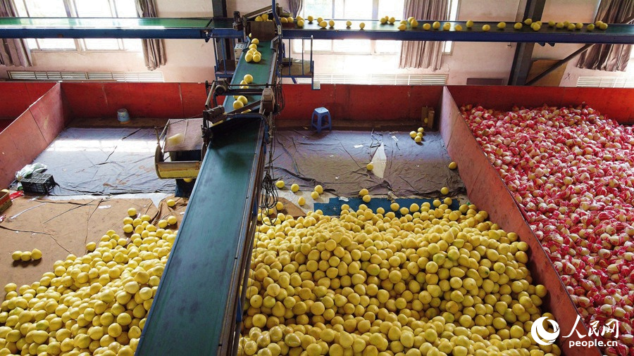 在漳州平和一家蜜柚企業，剛採摘下來的蜜柚通過自動傳送帶運送。人民網 蘇海森攝
