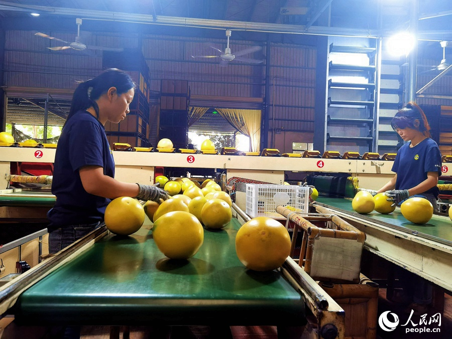 在漳州平和一家蜜柚企业，工人们在检查蜜柚的品质。人民网 苏海森摄