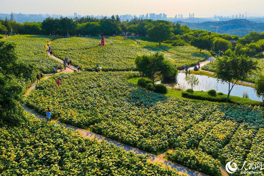 香山郊野公园种植的50亩向日葵。人民网 陈博摄