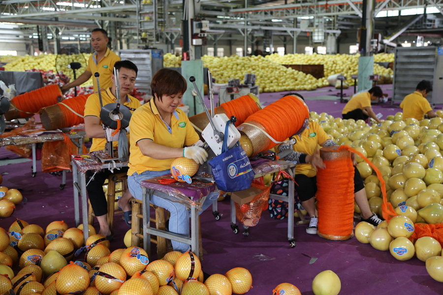 在平和县一家蜜柚企业，工人们对上市前的琯溪蜜柚进行包装。平和县融媒体中心供图