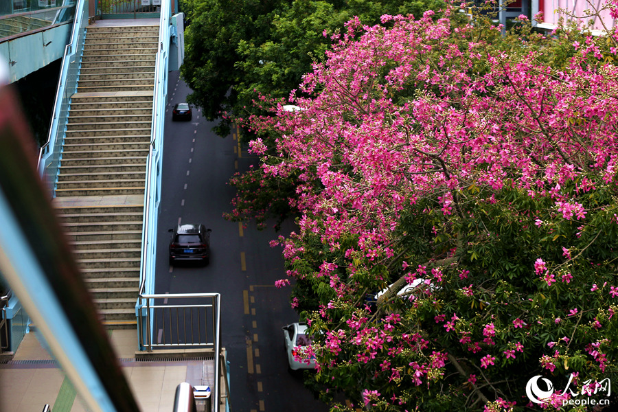厦门BRT洪文站旁的美丽异木棉花朵盛放。人民网 陈博摄