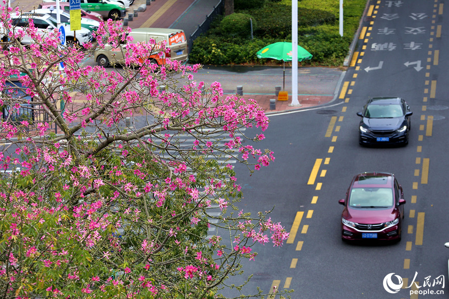 厦门莲前东路旁的美丽异木棉花枝招展。人民网 陈博摄