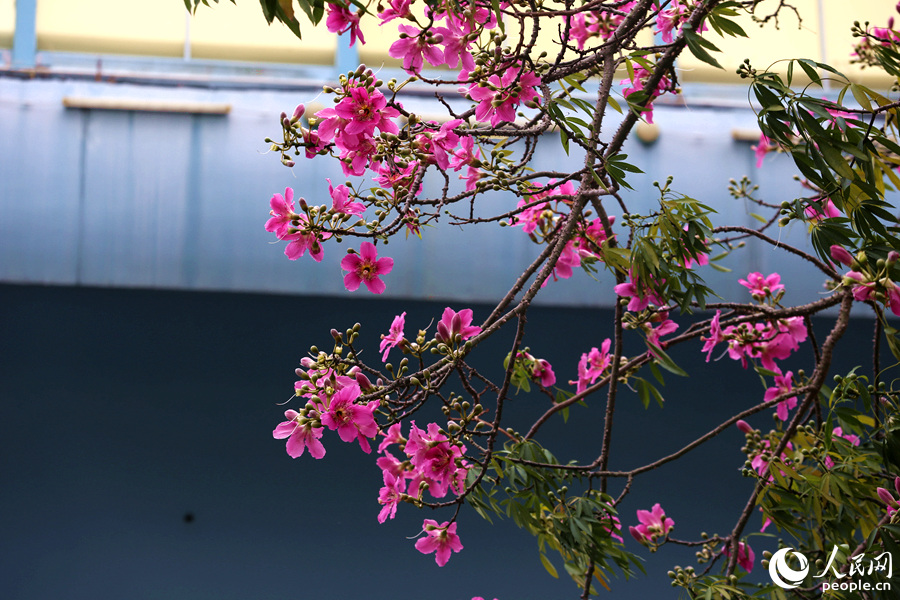 厦门莲前东路旁的美丽异木棉花枝招展。人民网 陈博摄