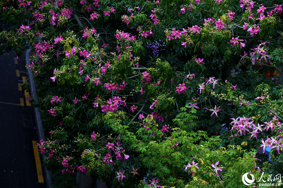 在翠绿的枝叶映衬下，美丽异木棉粉色花朵更显娇艳。人民网 陈博摄
