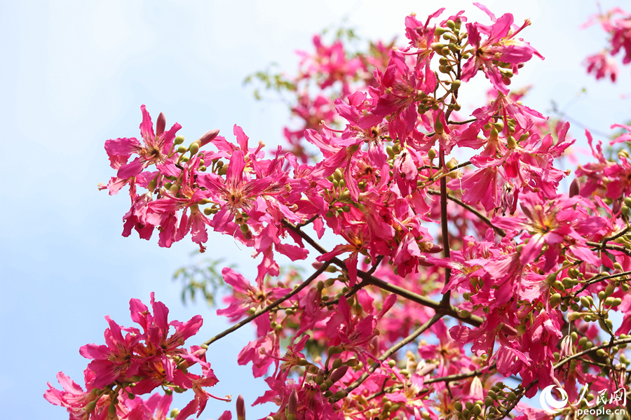厦门鹭江道旁的美丽异木棉花枝随微风摇曳，伸向蔚蓝的天空。人民网 陈博摄