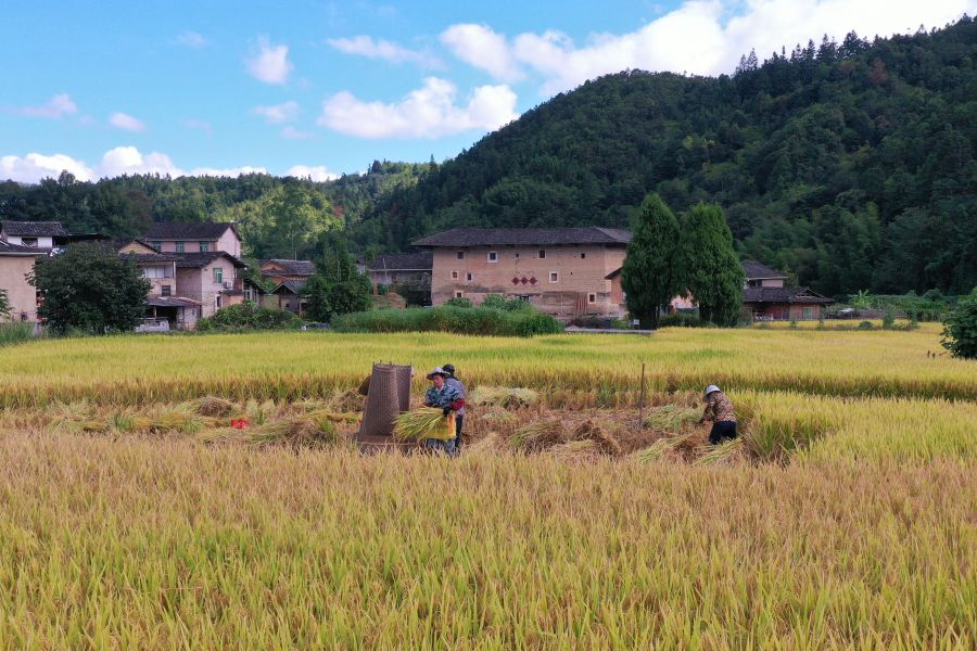 6.在福建土楼（南靖）景区的河坑土楼群，当地农民在收割水稻，不远处是古朴的土楼。韩佳镔 摄