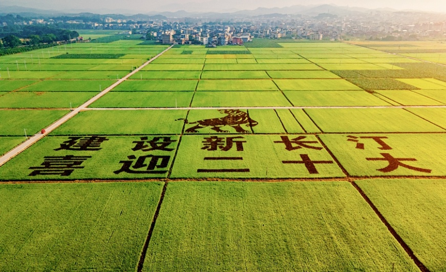 長汀縣融萬家農民專業合作社聯合社水稻種植基地。龍岩市委組織部供圖