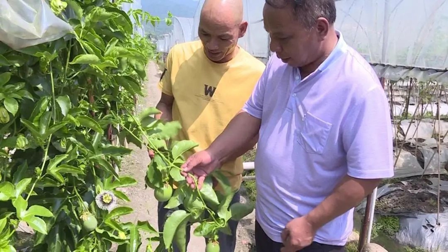 新罗区因地制宜,引导群众对百香果进行规模化、规范化种植。新罗区融媒体中心供图