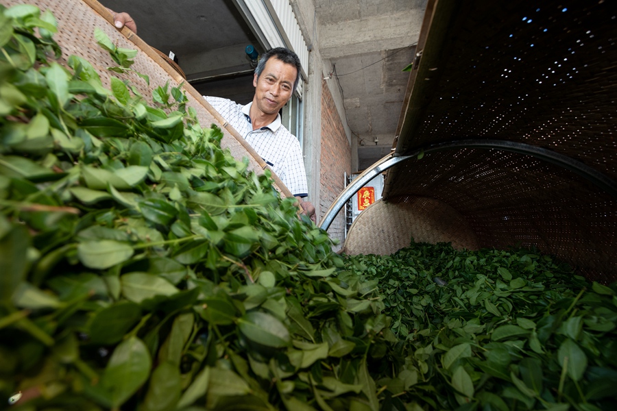 茶農制茶忙。黃東華攝