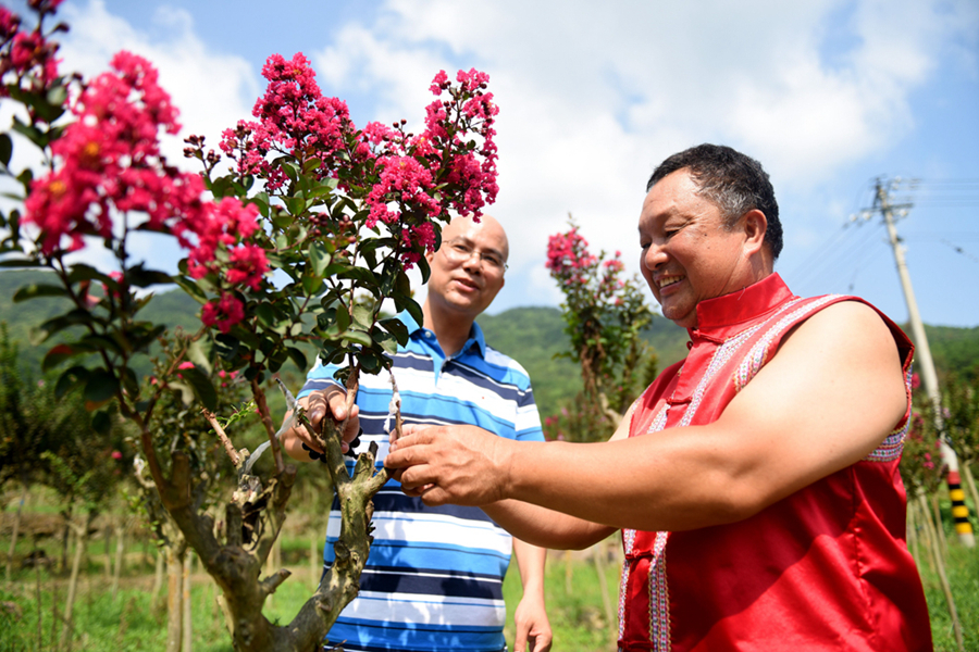 01驻村干部指导罗源畲族群众种植的花卉喜获丰收。 罗源县委组织部供图