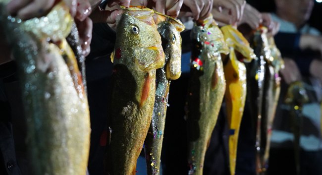 “深水瓜”大黄鱼。蕉城区融媒体中心供图