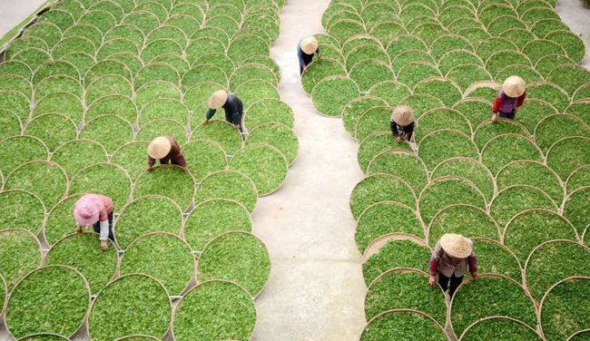 实现百亿目标今后五年宁德蕉城区三茶统筹发展这么干