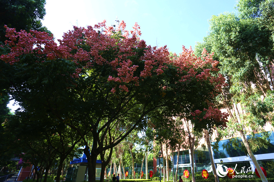 廈門市蓮前西路前埔健身公園附近的台灣欒樹。人民網 陳博攝
