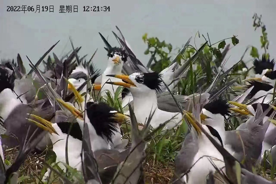 中华凤头燕鸥在孵蛋。福建省观鸟协会供图