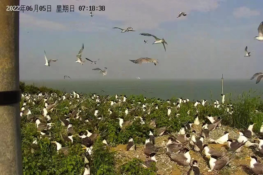 今年5月底开始，陆续有7只中华凤头燕鸥以及800多只大凤头燕鸥来到四姆屿。福建省观鸟协会供图