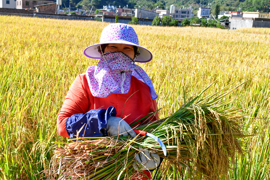 农民在稻田里收割晚稻。夏海滨摄