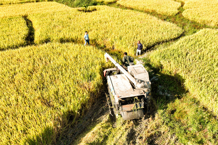 农民在稻田里收割晚稻。夏海滨摄