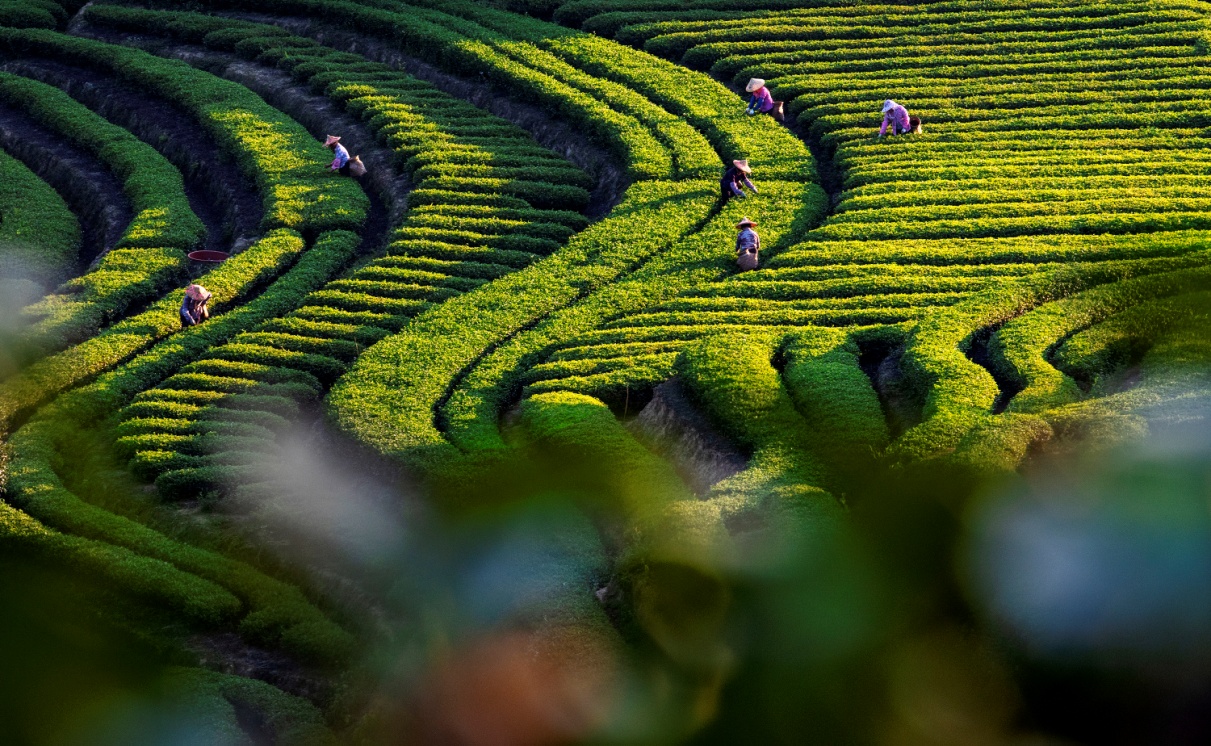 茶农在生态茶园里采茶。林思南摄