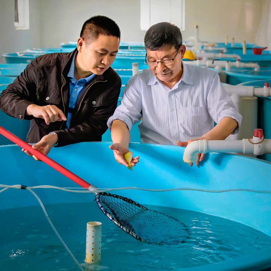 中國“大黃魚之父”劉家富帶領博士研究生深入探研大黃魚生長奧秘。許少華攝