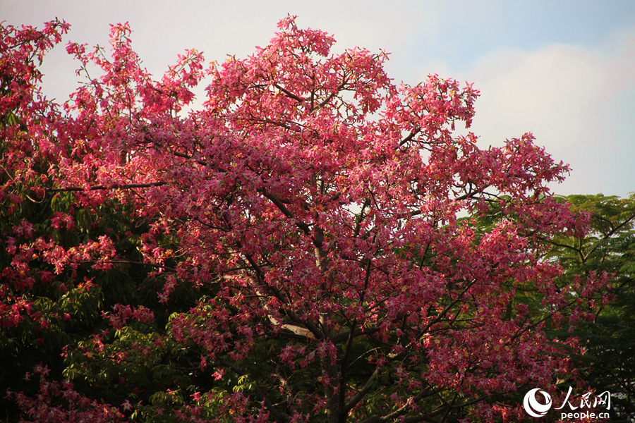 厦门白鹭洲公园内的美丽异木棉花朵成串绽放。人民网 陈博摄