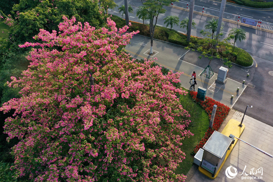 厦门白鹭洲公园出入口的美丽异木棉花朵盛开。人民网 陈博摄