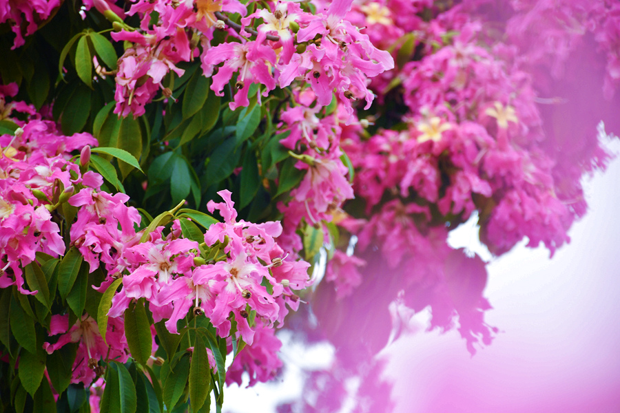 美丽异木棉淡粉色的花朵开满枝头。胡婉琪摄