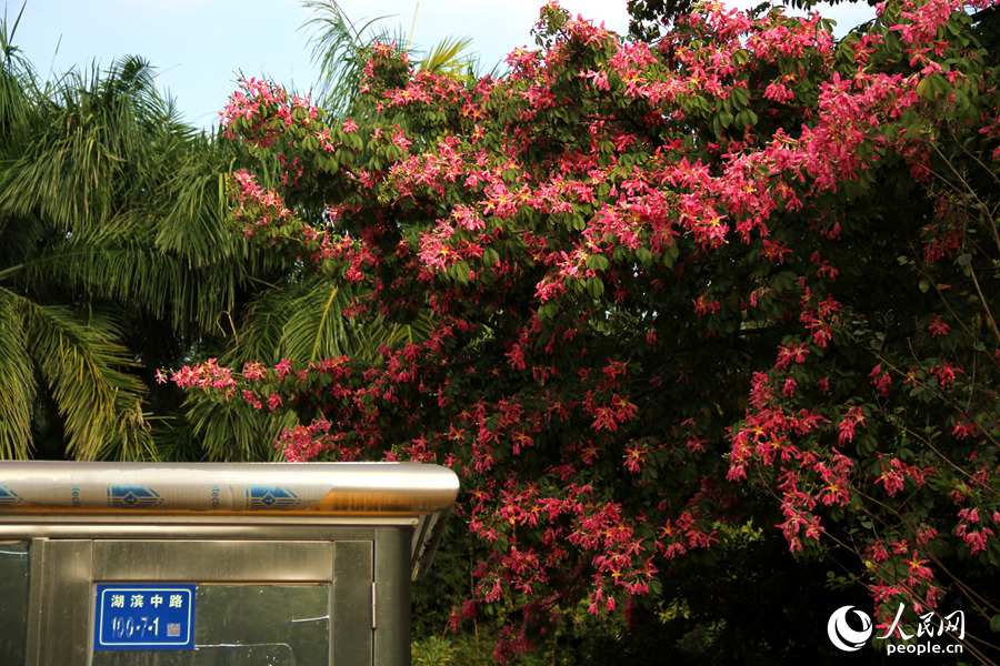 厦门白鹭洲公园出入口的美丽异木棉花朵盛开。人民网 陈博摄
