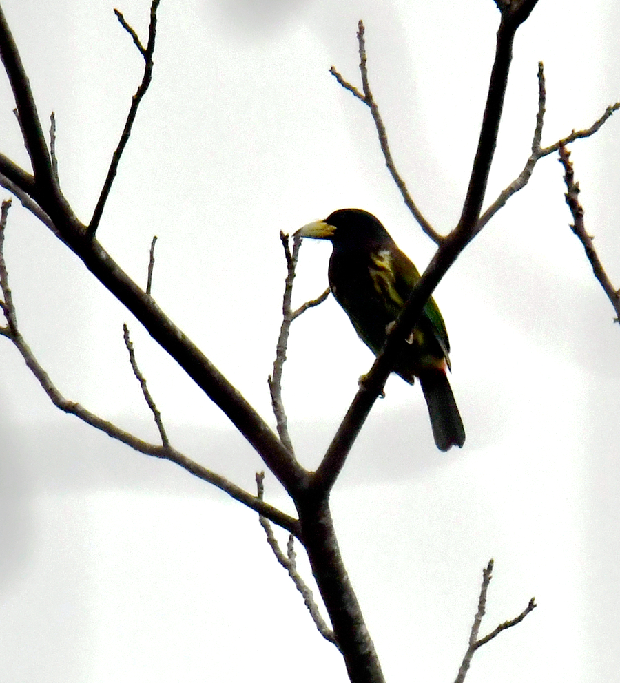 大拟啄木鸟。廖金朋摄