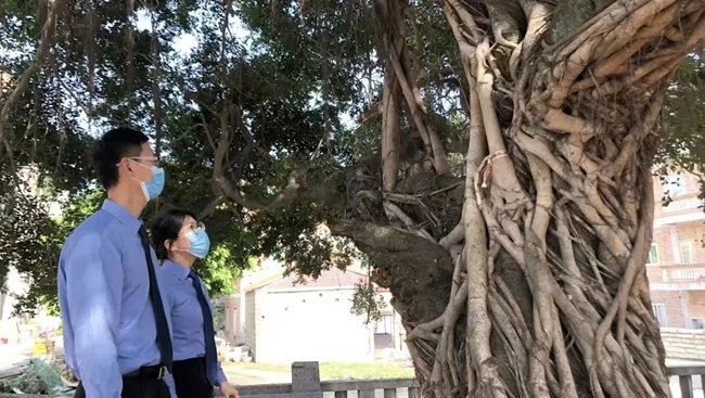 走访调查古树名木保护现状